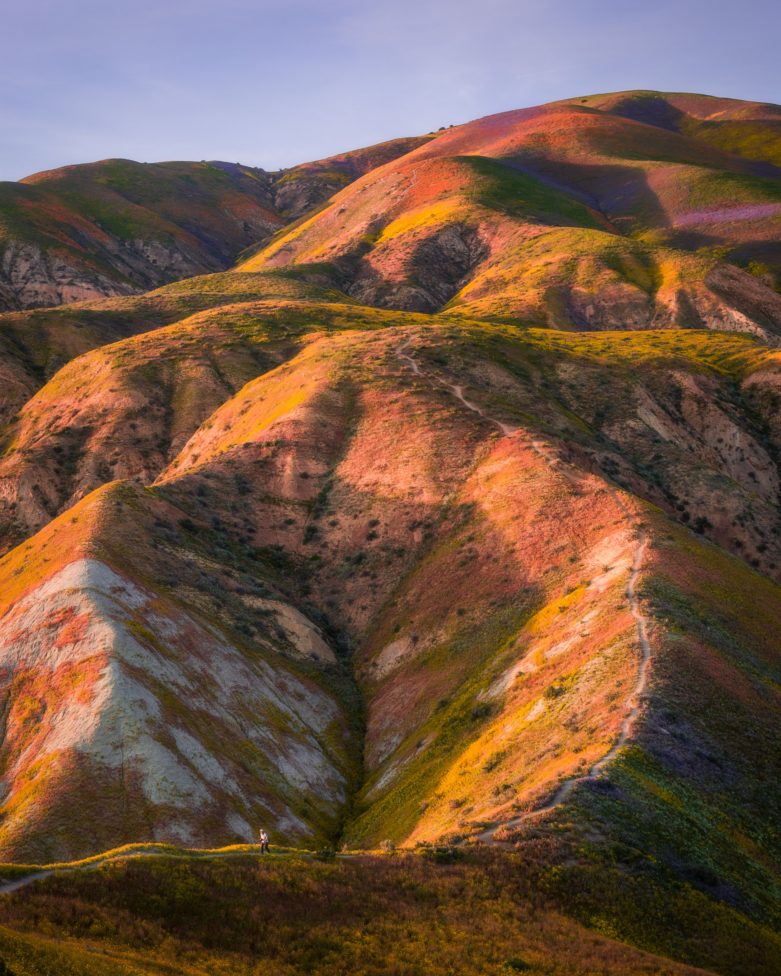 Superbloom PS Edit Vertical IG Crop.jpg