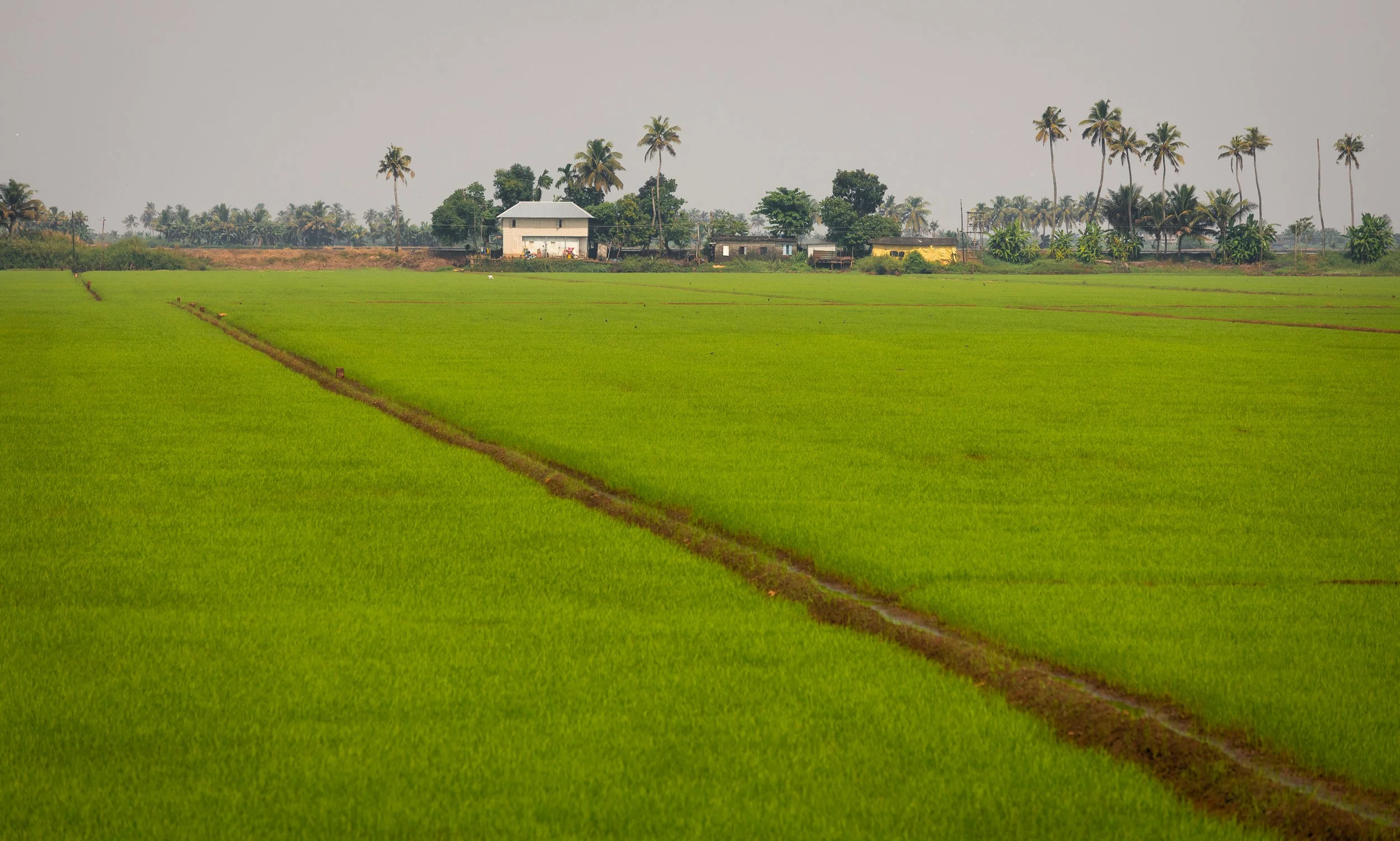 Alleppey Selects-70.jpg
