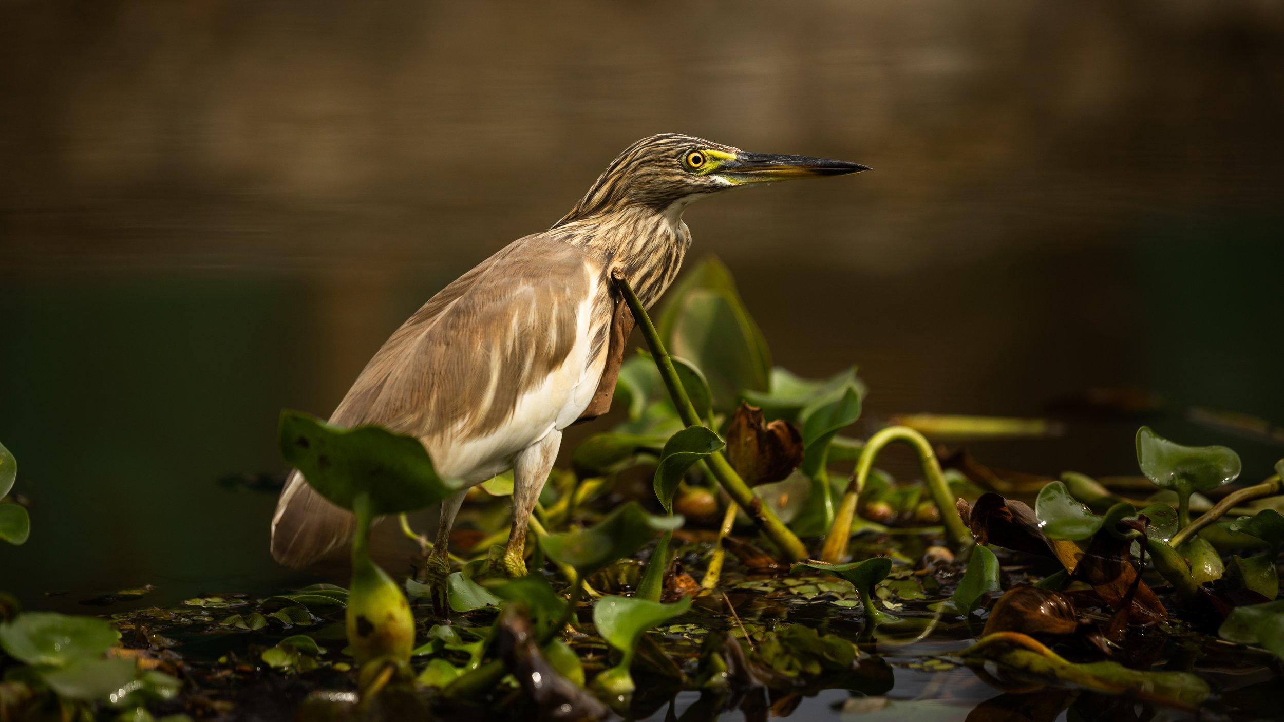 Alleppey Selects-50.jpg