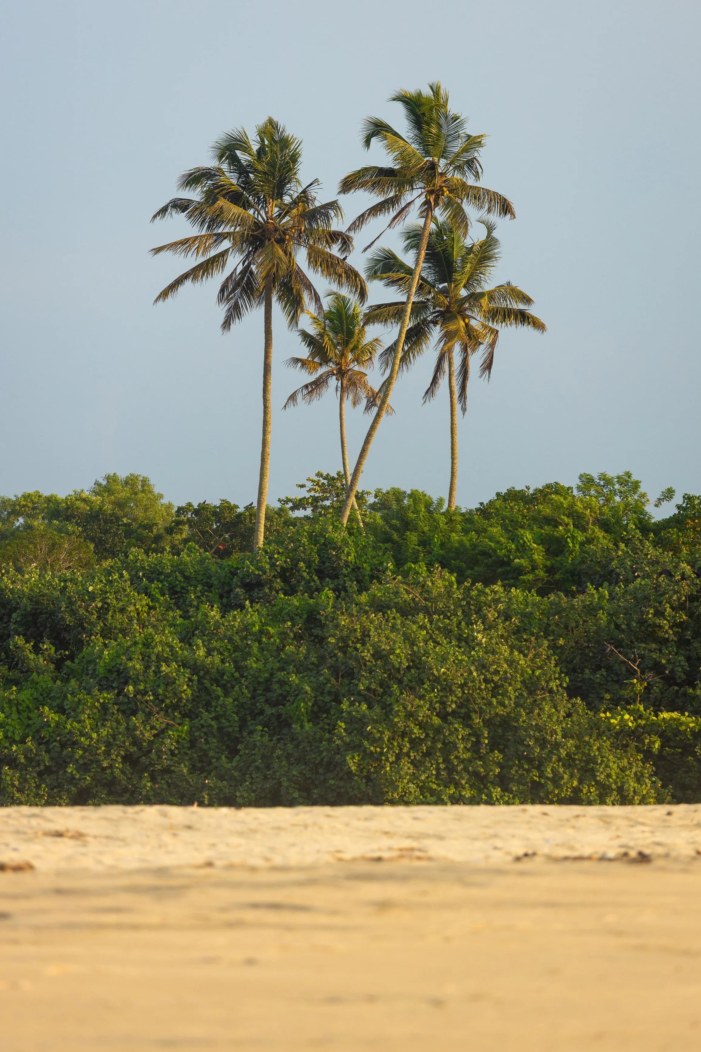 Alleppey Selects-5.jpg