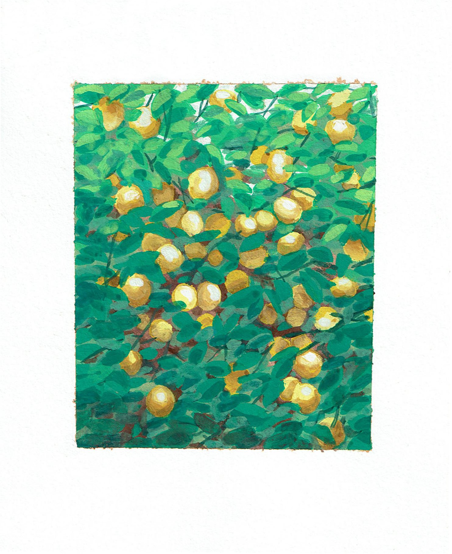   meyer lemons , 2021  gouache on bristol   4 x 6 in.  