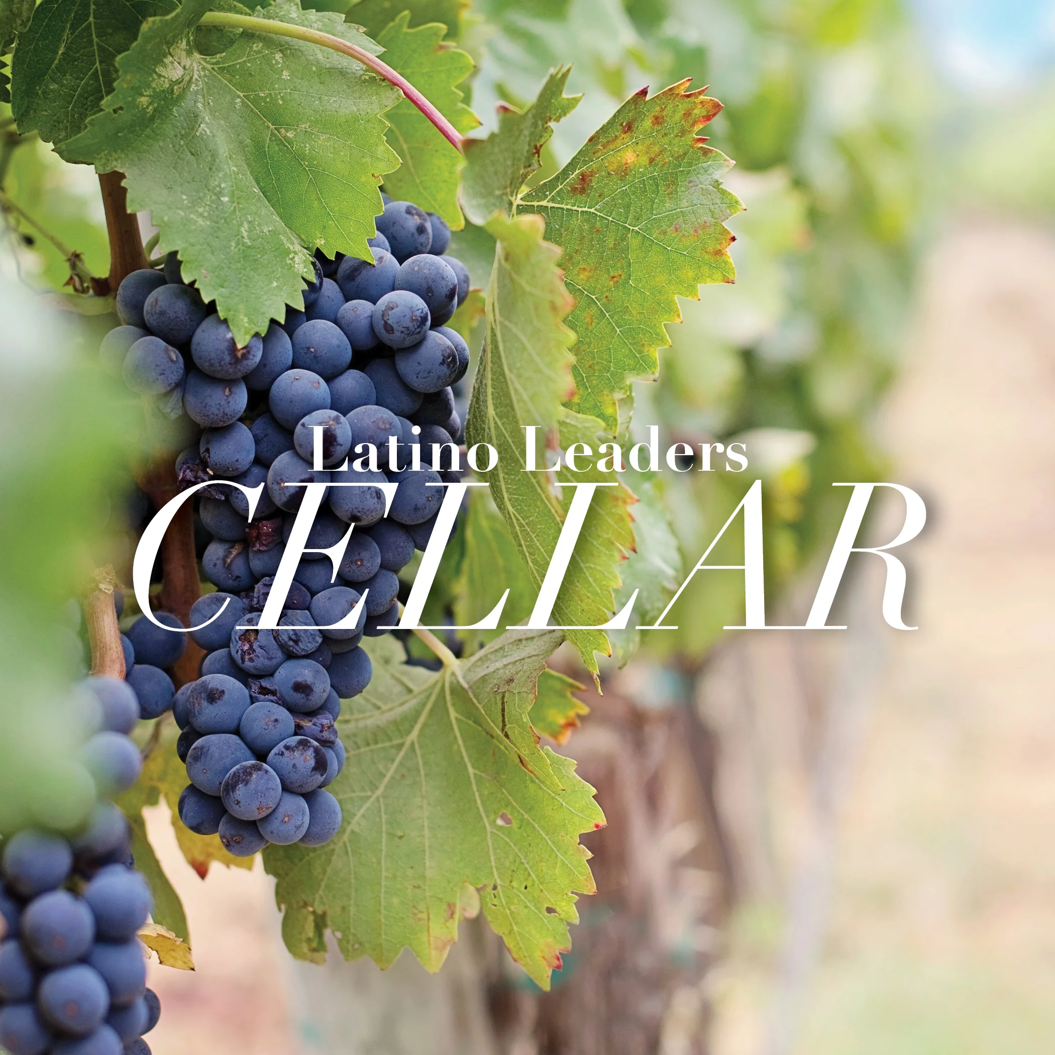 California, Spirit of the Season : Cellar
