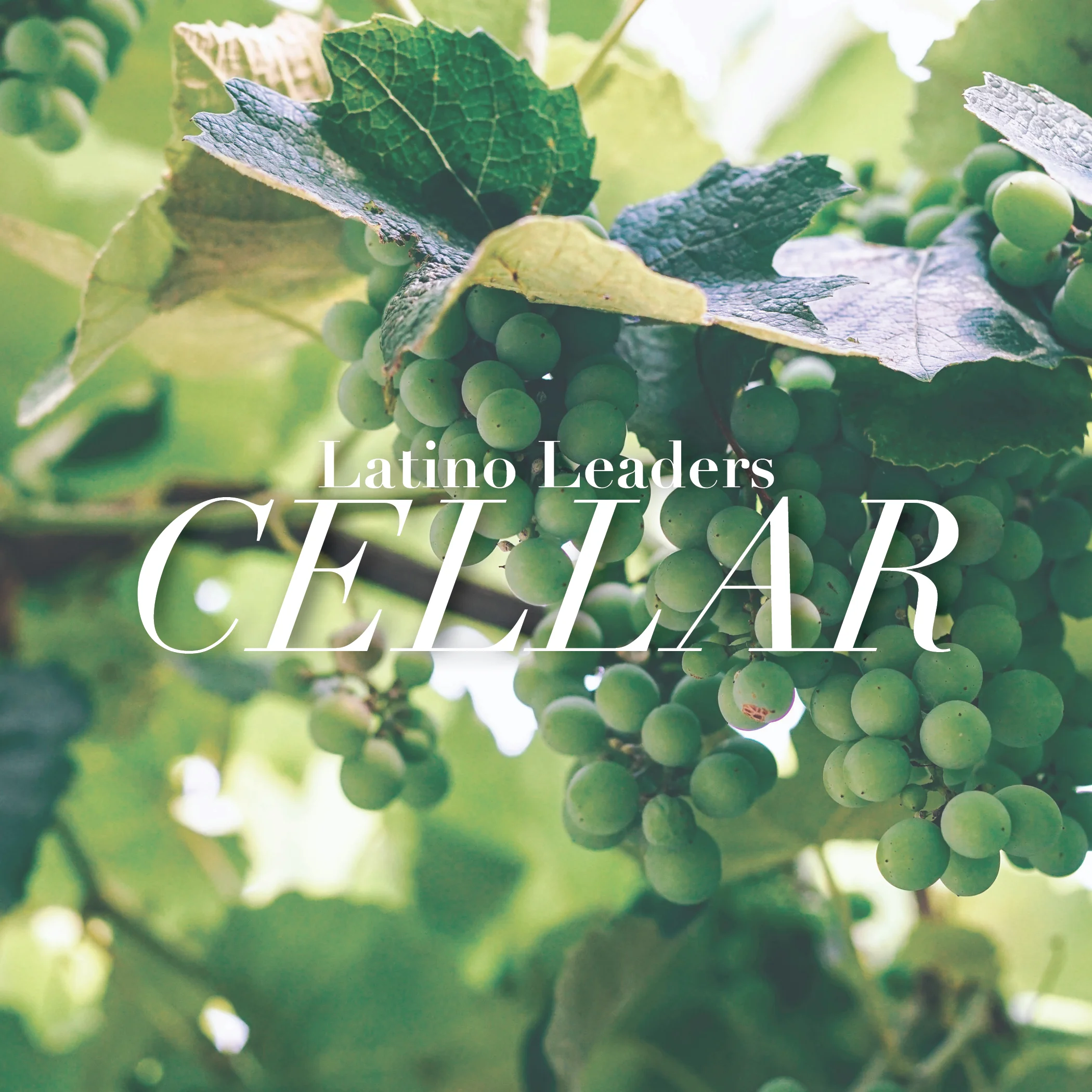 The Beauty of White : Cellar