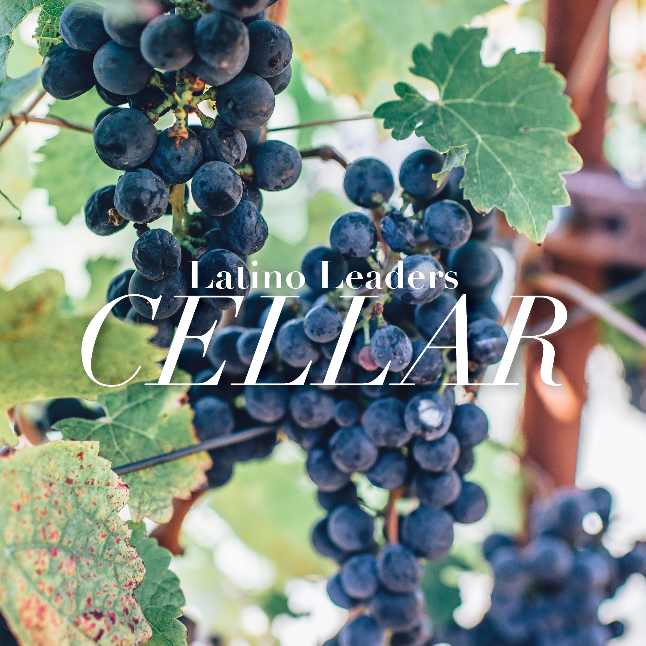 The Best of Chile : Cellar