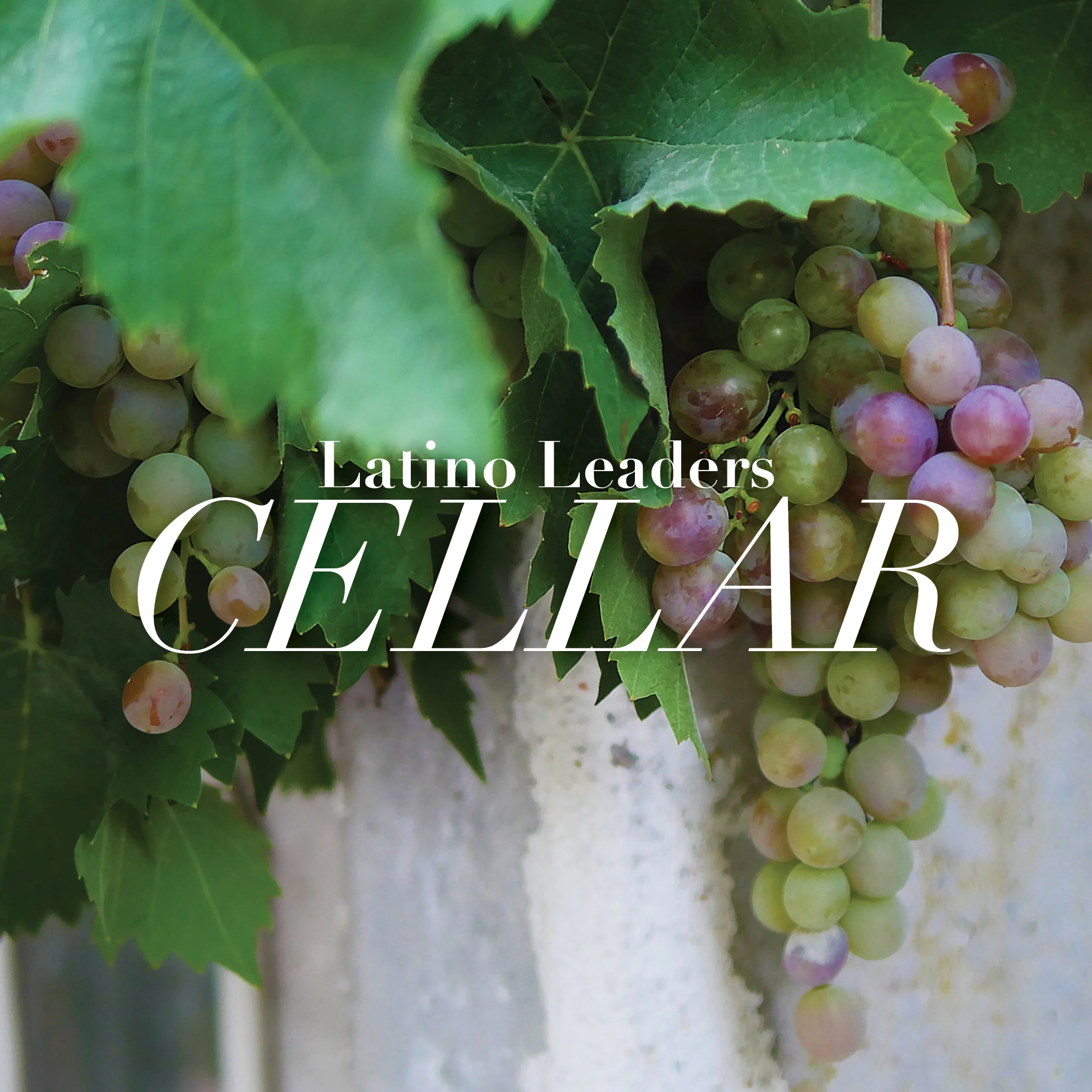 Champagne, Anyone? : Cellar