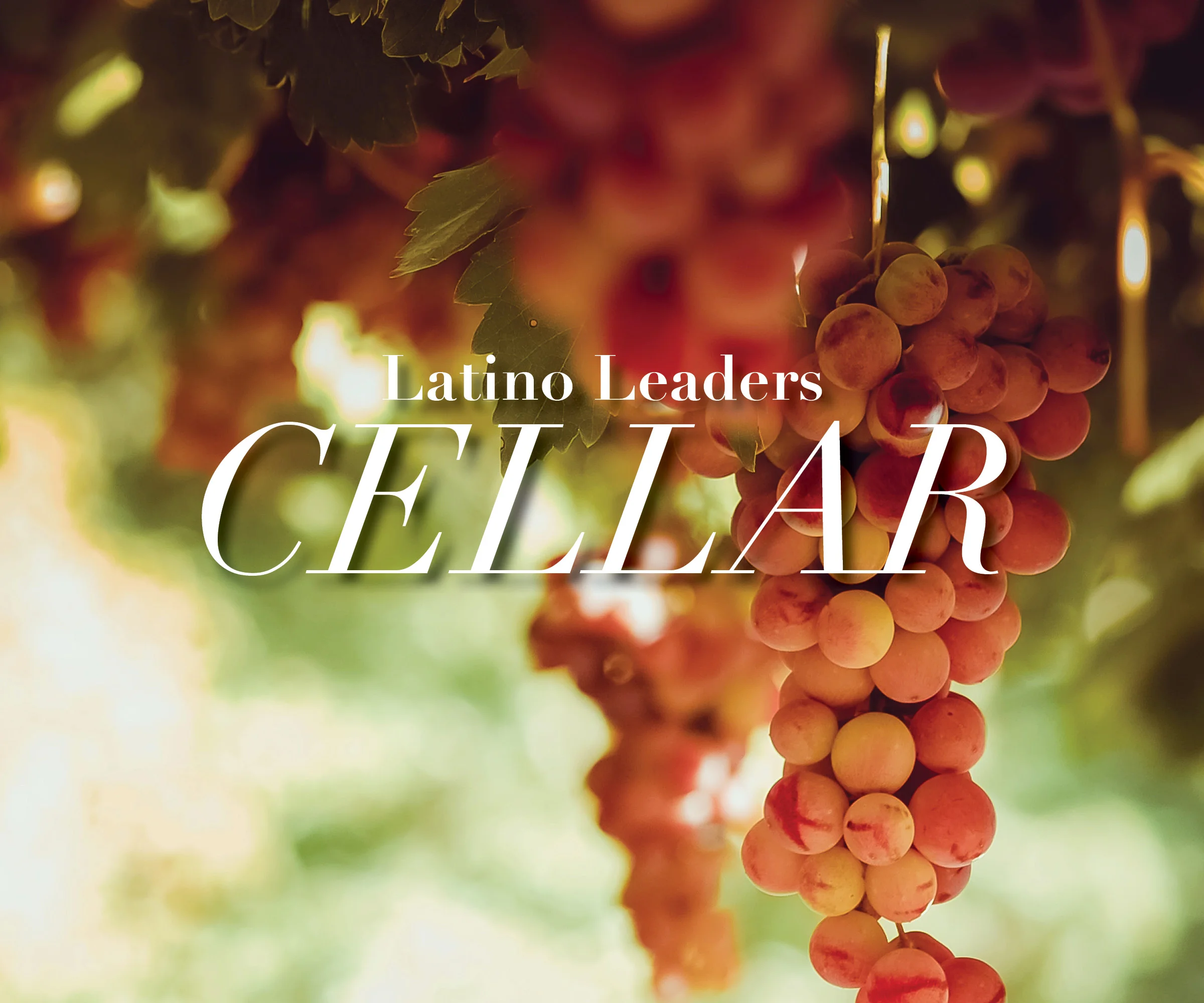From Baja to The World: Cellar