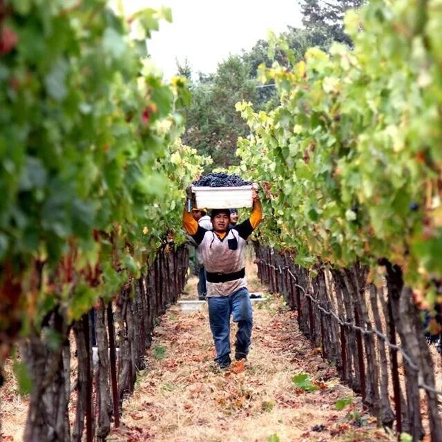 From the Robledo Family Winery to You