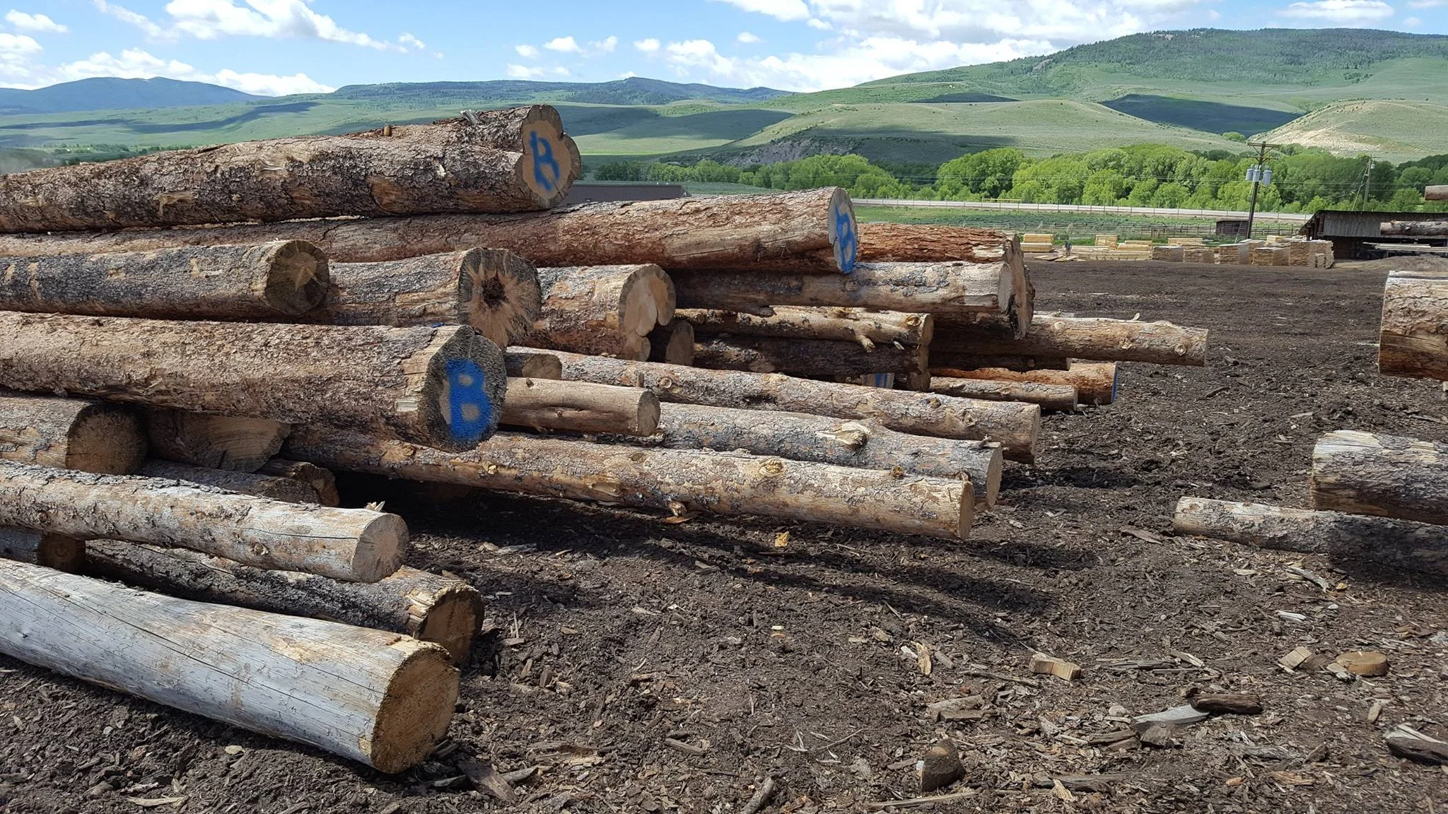 BB-Timber-1.jpg