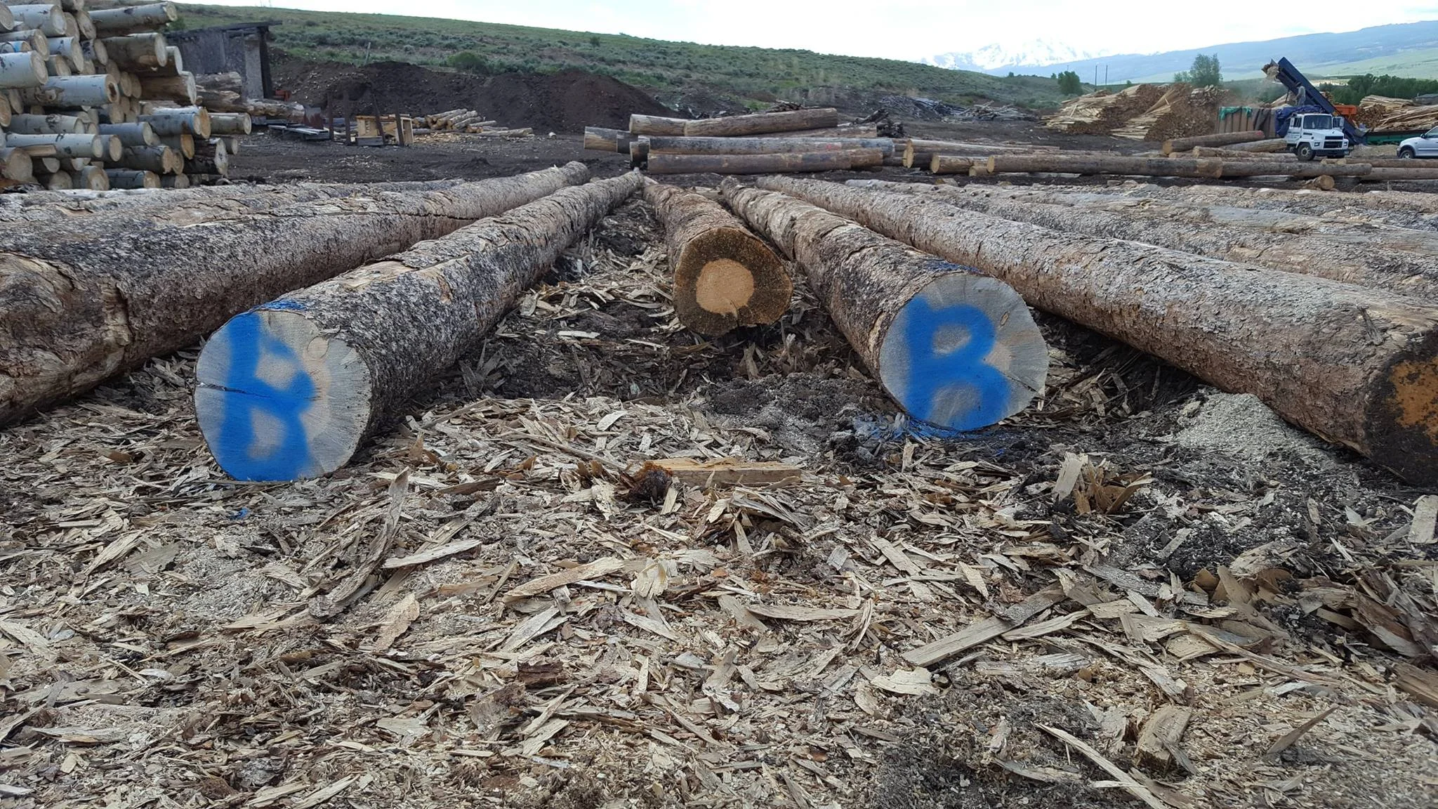 BB-timber-3.jpg