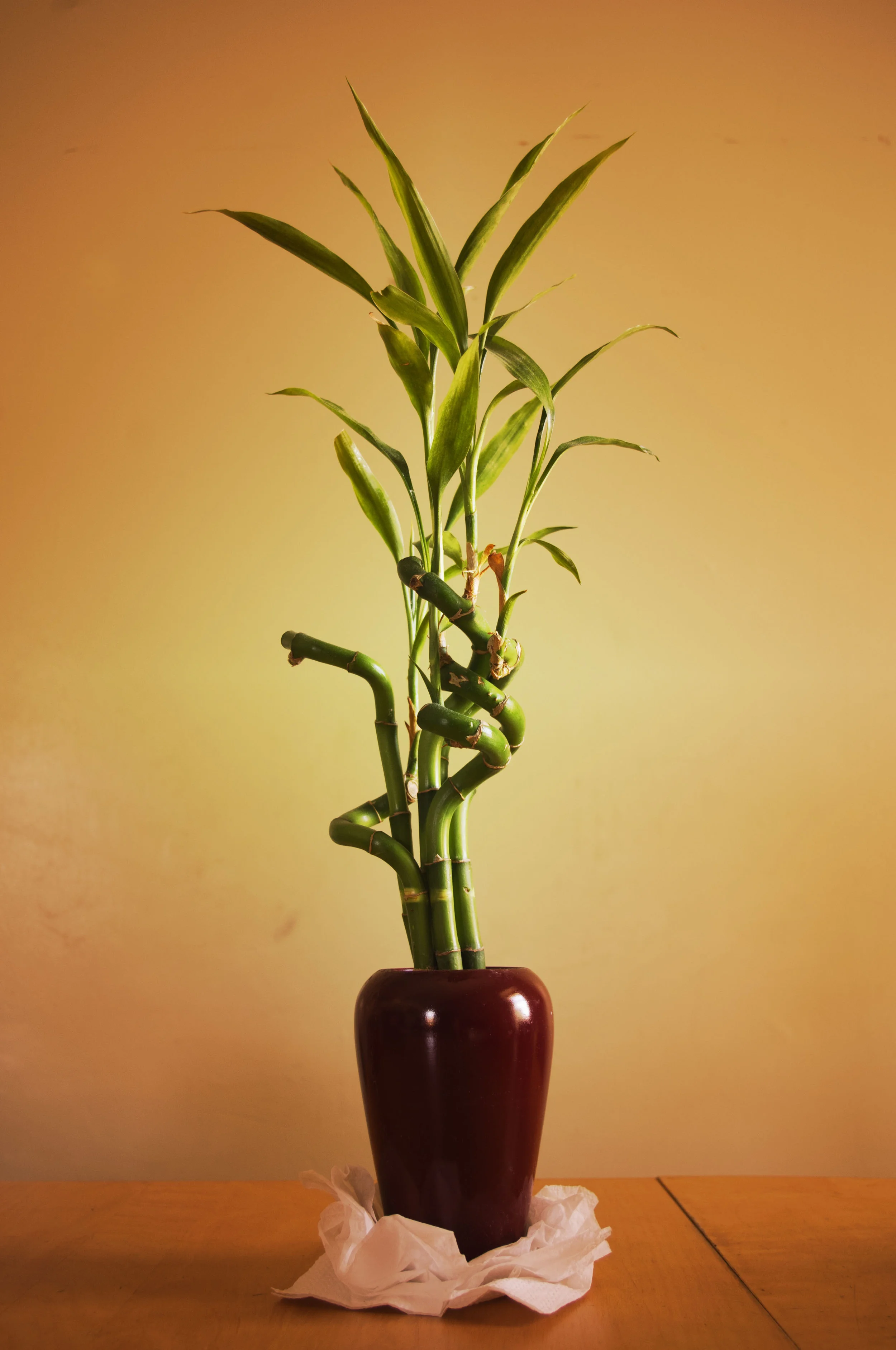 BAMBOO.gif