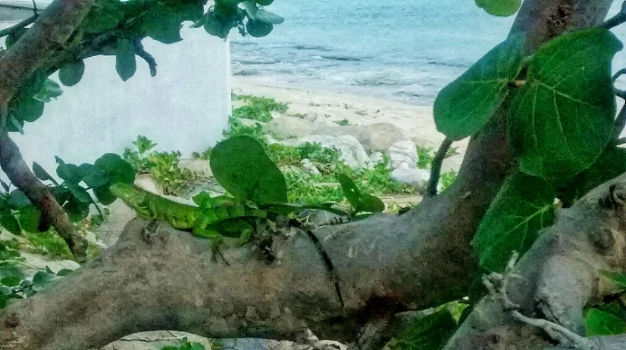 An Iguana on a beach in St. Maarten. Sony Z1, This photo looked fabulous on my phone. Which is the only place mobile phone photos tended to look great circa 2011.