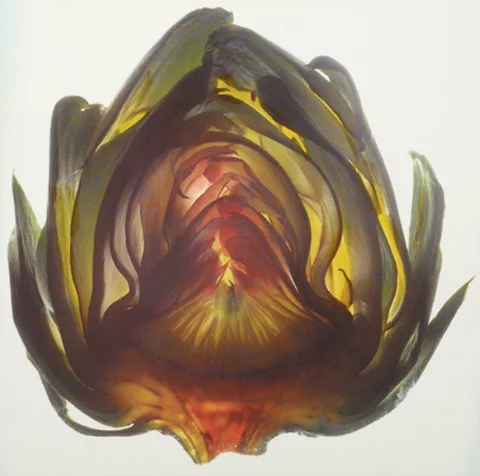 ARTICHOKE| 1997 | 30" x 30"