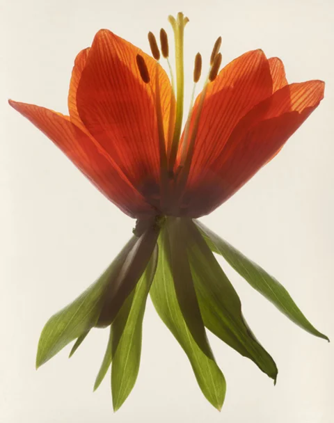 FRITILLARIA | 2001 | 24” x 20”