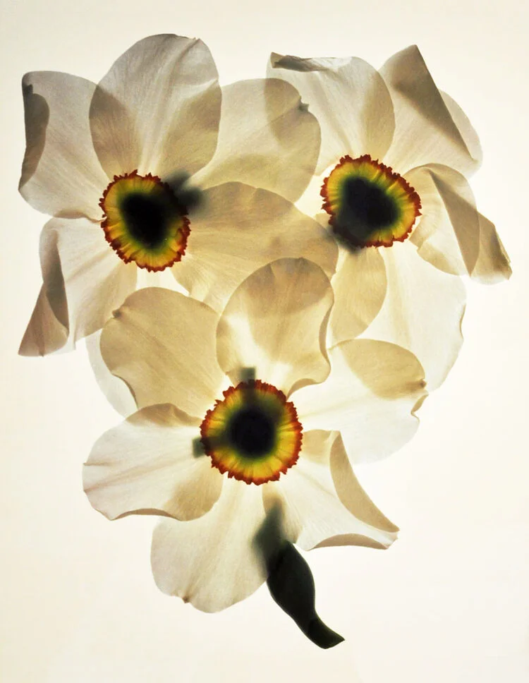 PHEASANT EYE BLOSSOMS | 38” X 30”