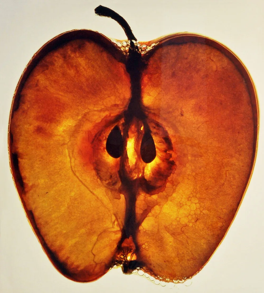 RED DELICIOUS | 33” X 30”