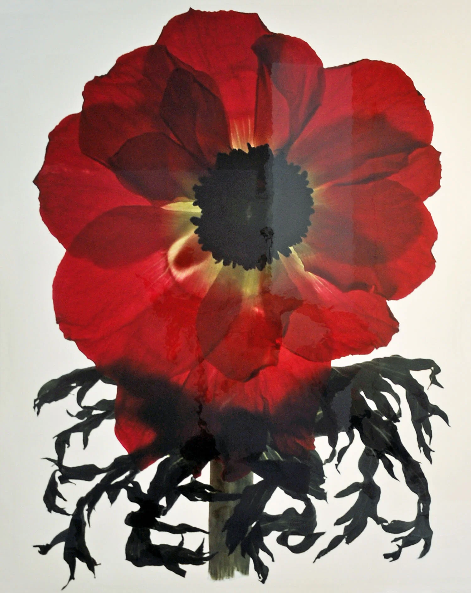 RED ANEMONE | 38” X 30”