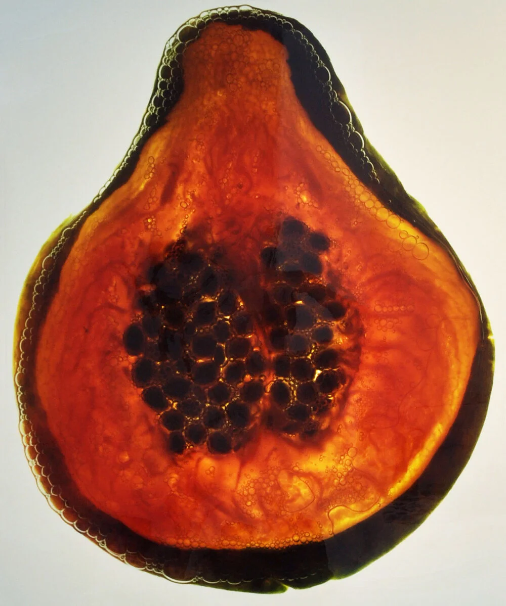 PAPAYA | 38” X 30”