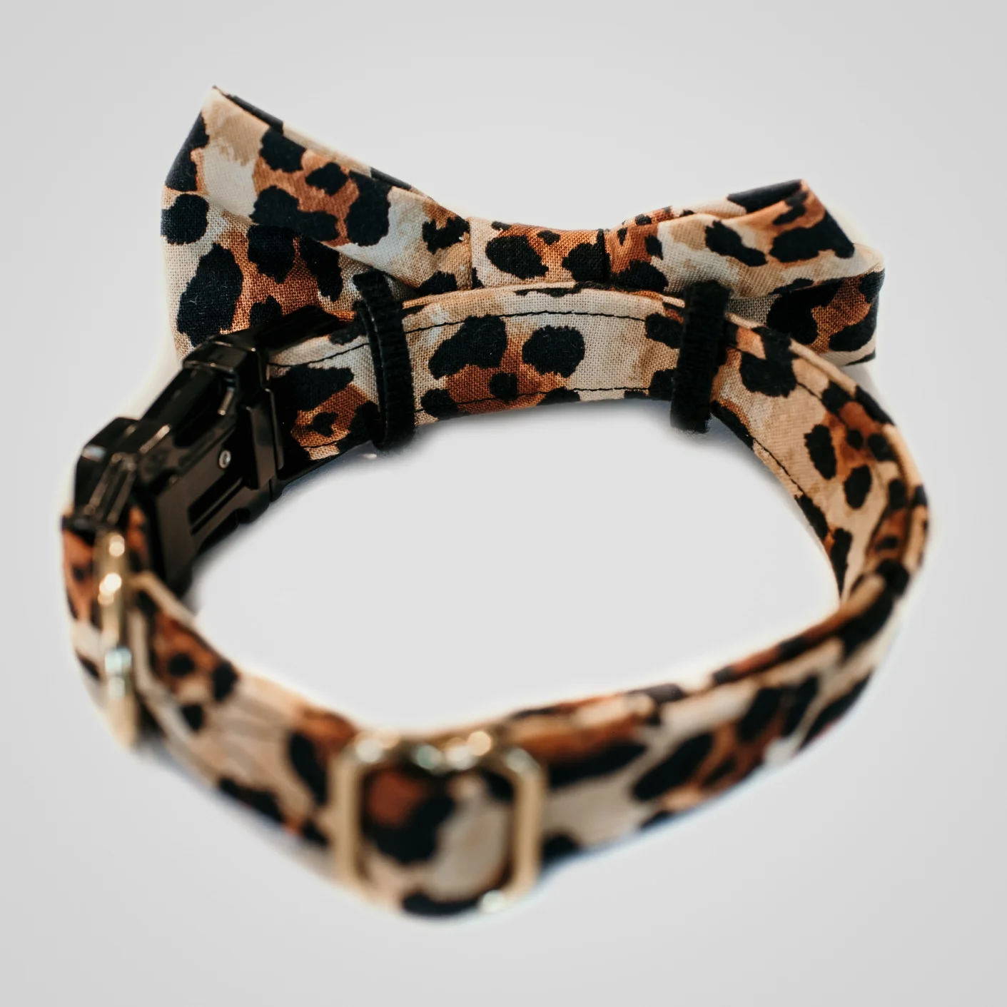 cheetah-5.jpg