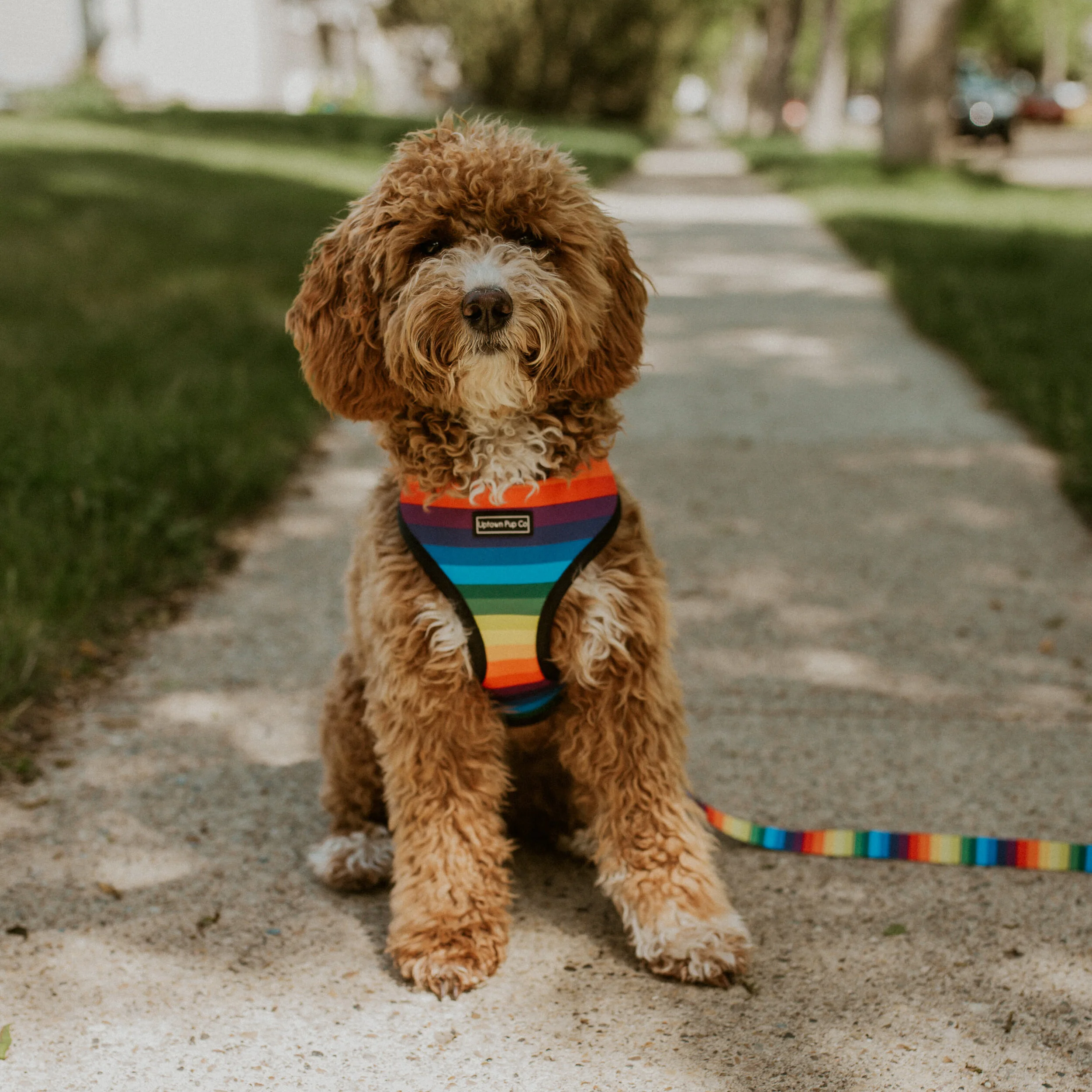 goldendoodle harness