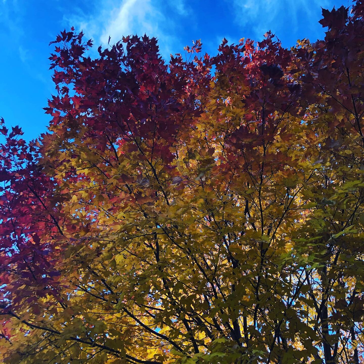 Primary colors, fall edition.