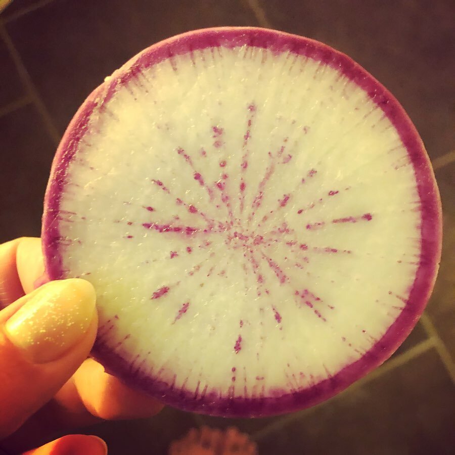 Late season radish - purple bravo. Spicy. Crunchy. Vibrant. A beautiful crescendo to a summer of Community Supported Agriculture (CSA) with @nicholsfarmandorchard . A delicious and delightful adventure in local, seasonal agriculture.

This radish was