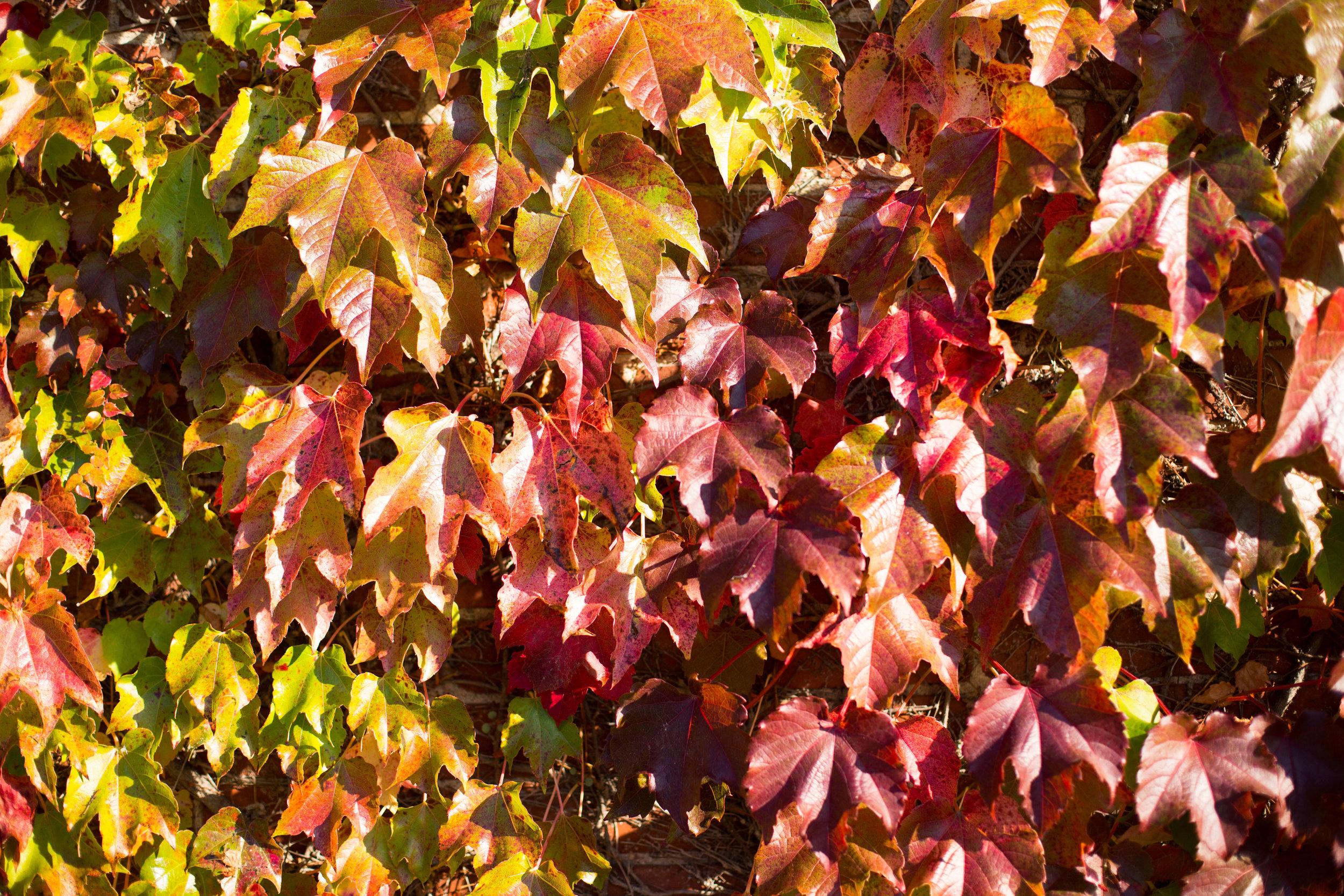 Fall leaves, Massachusetts