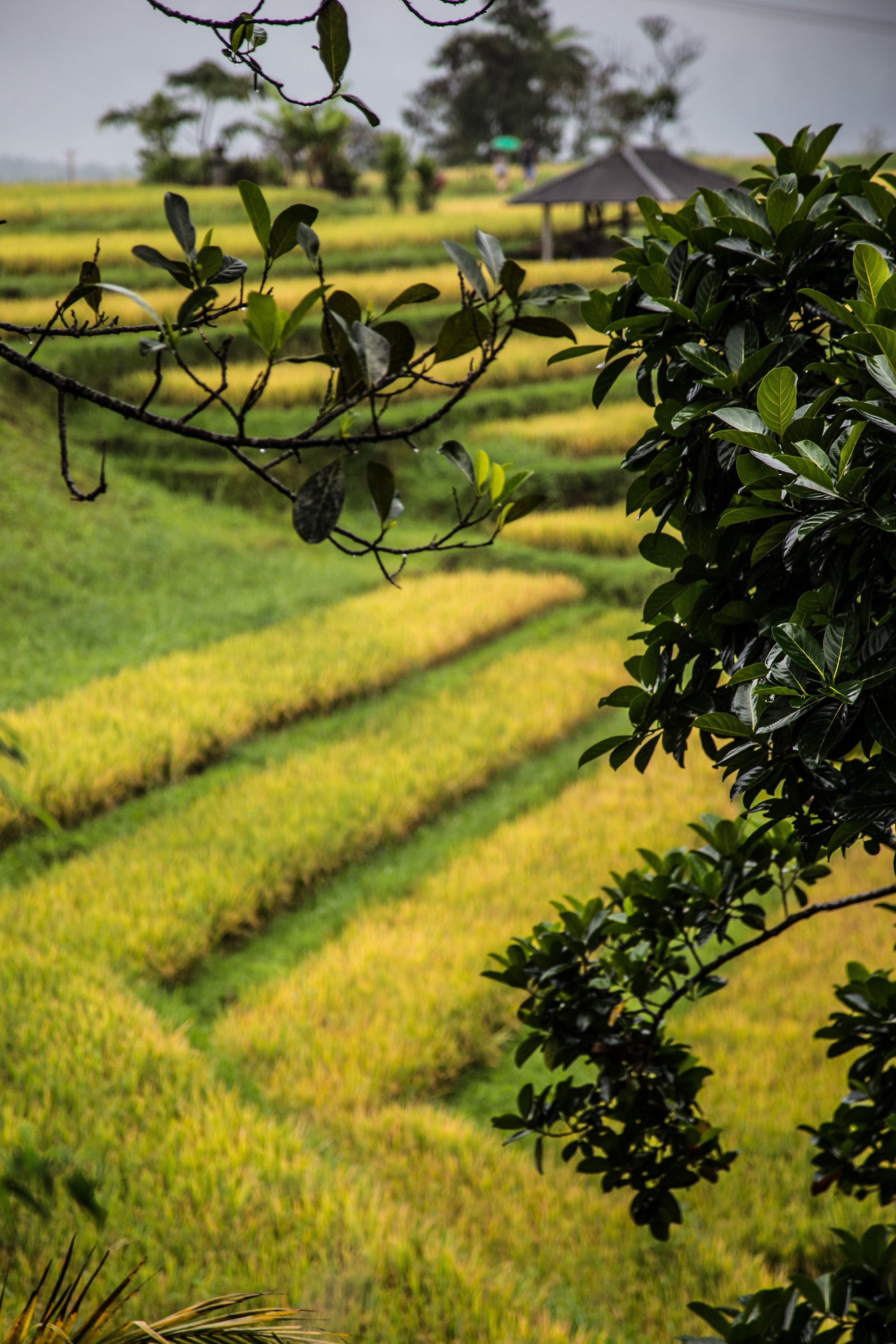 Jatiluwih rice terraces, Bali