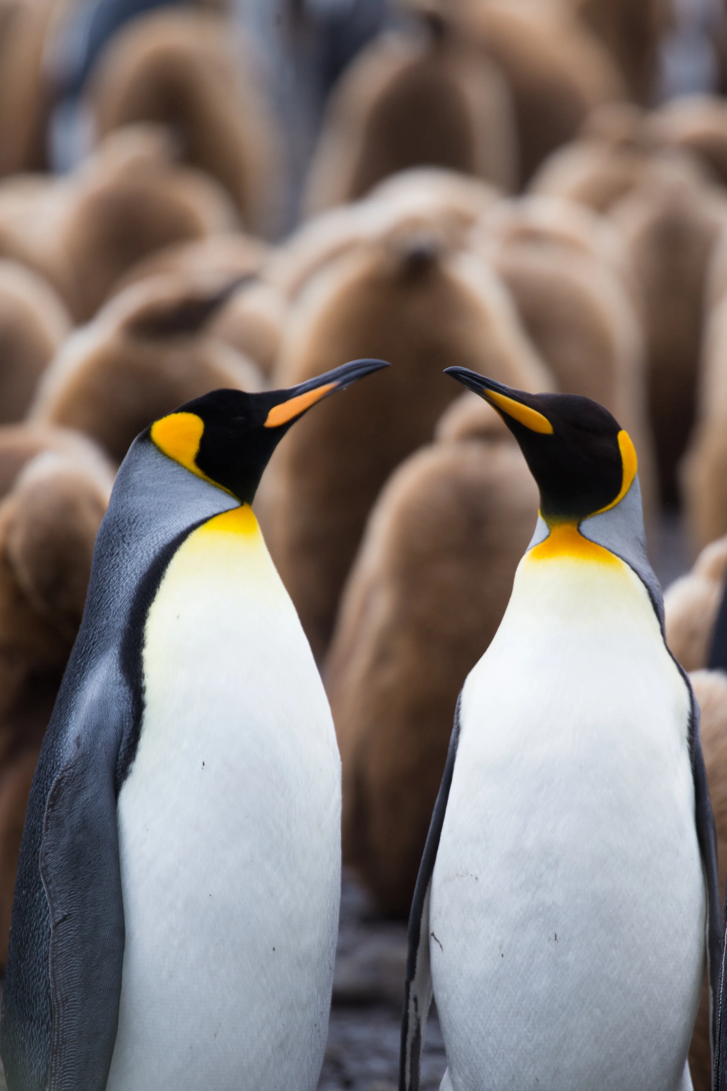 Falklands, South Georgia, and Antarctica: the Seventh Continent