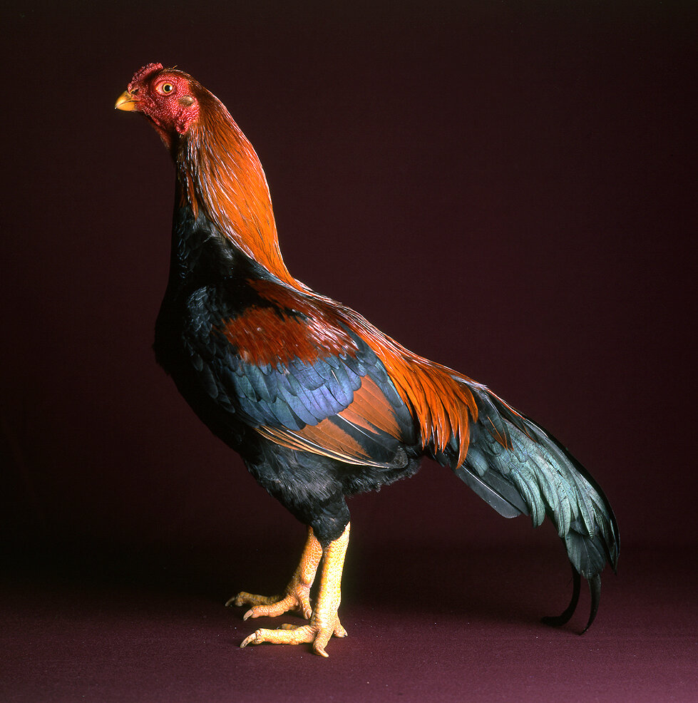 Aseel Large Fowl Cock.jpg