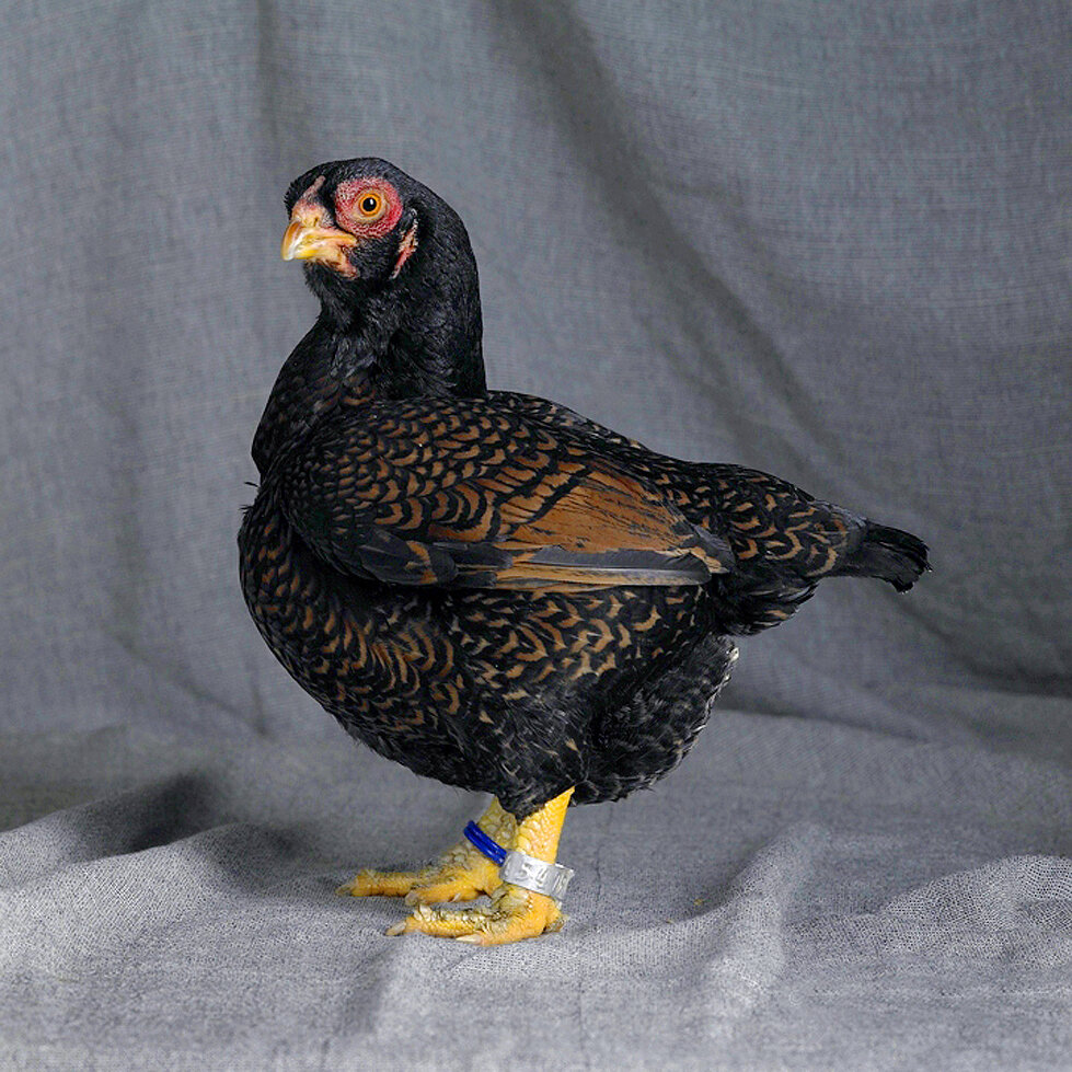 Dark Cornish Bantam Hen.jpg