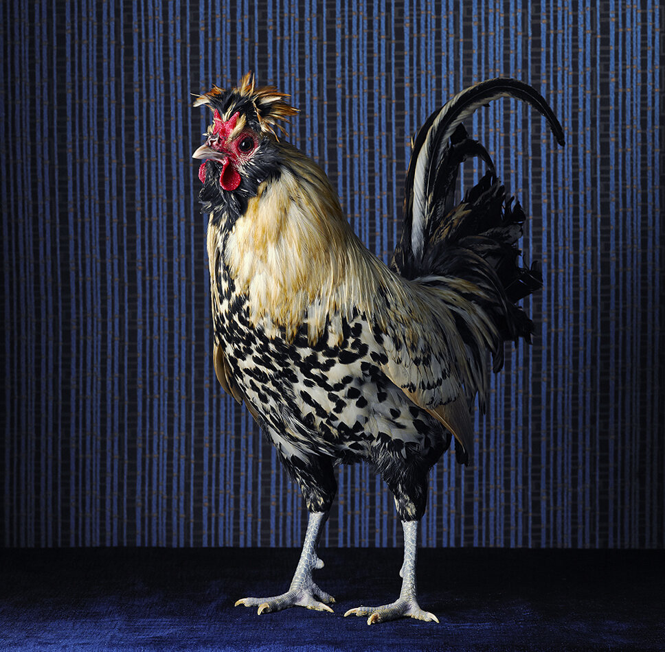 Cream Brabanter Bantam Cock.jpg