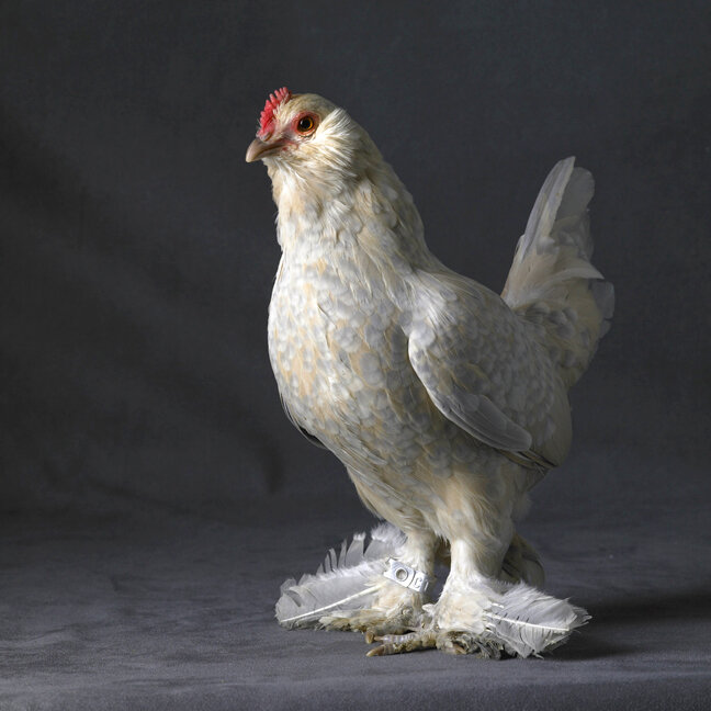 The Magnificent Chicken — Tamara Staples 