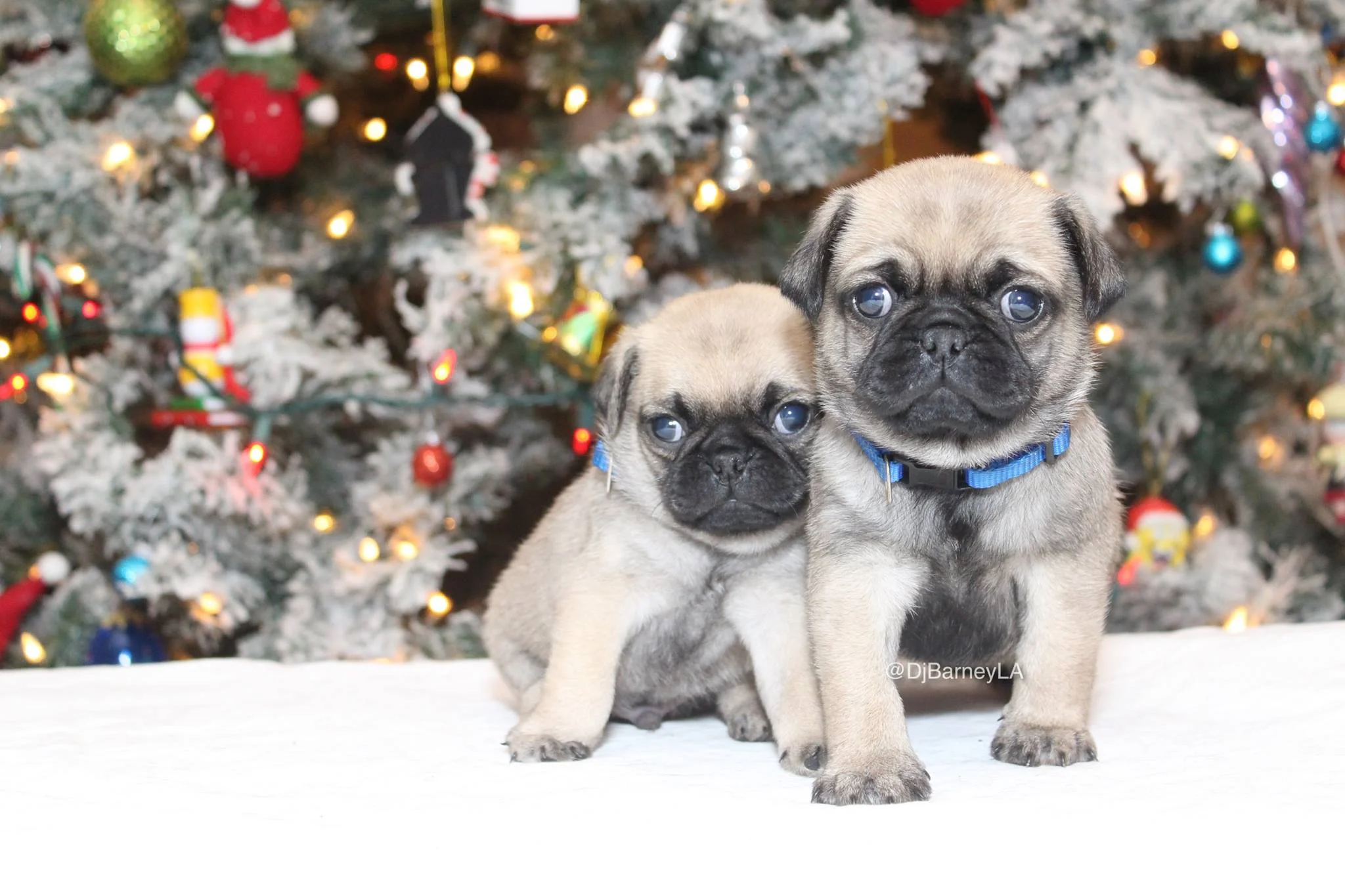 pugs22.jpg