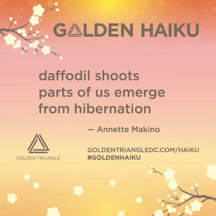 daffodil shoots-Golden Haiku sign.jpg