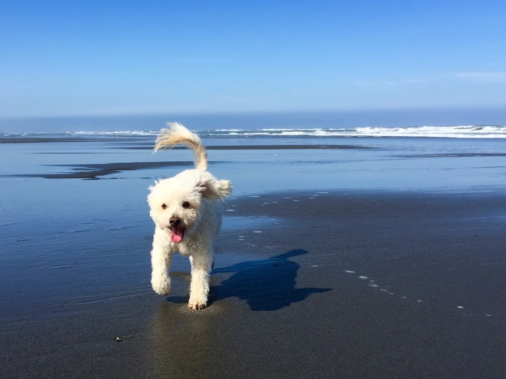My dog Misha delights in running on the beach.