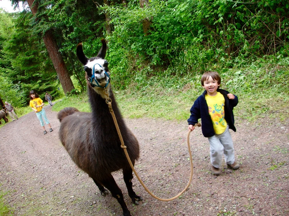 At four, my son leads our llama Shandy down the road.