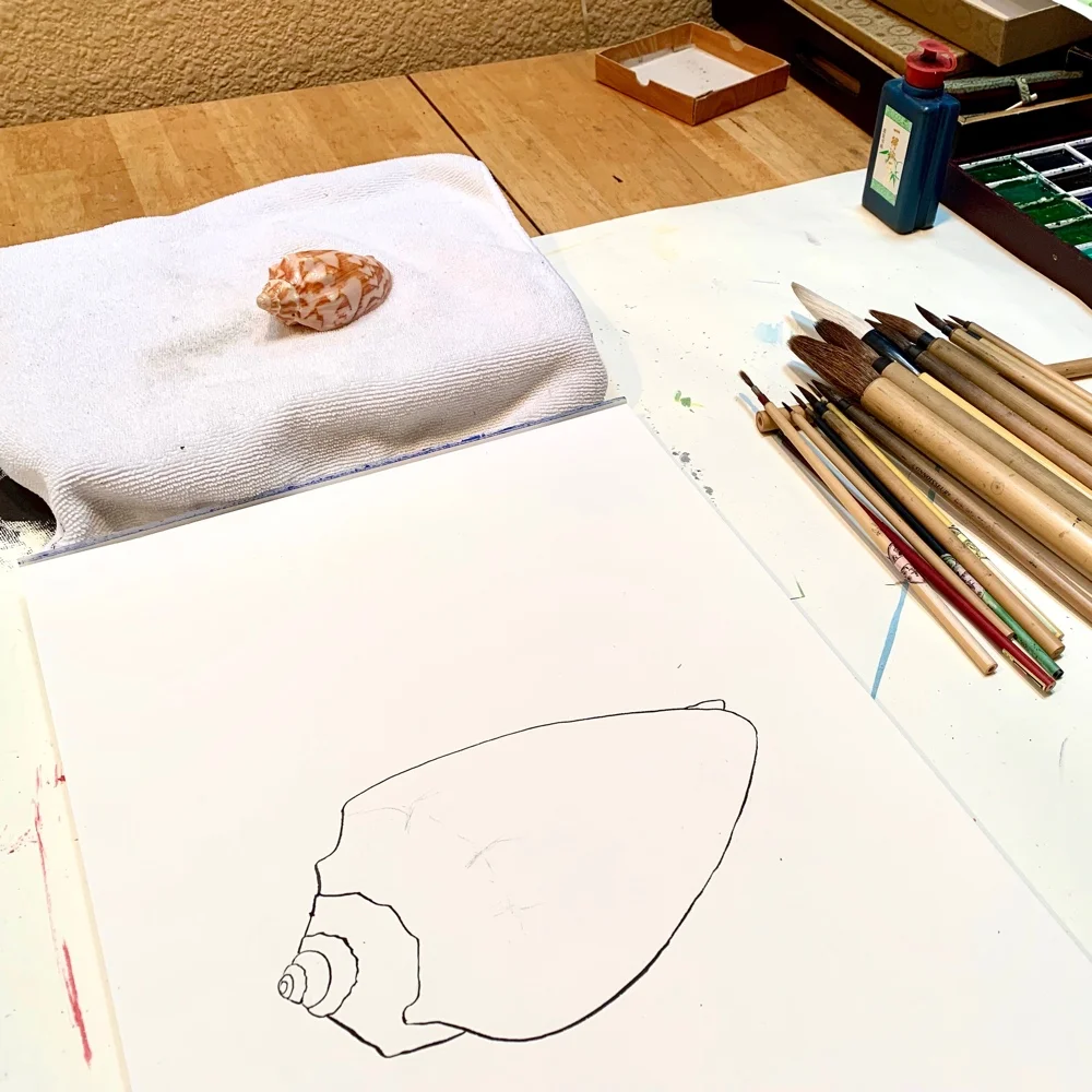 volute outline 1000px.jpg