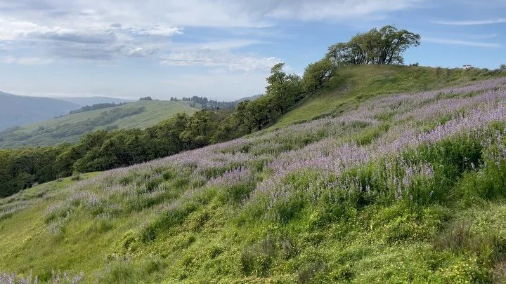Lupine superbloom at Bald Hills Road in Humboldt County, plus more wildflowers than I&rsquo;ve ever seen on the Lyons Ranch trail, part of Redwood National Park. Just magical. 

But note that road construction started there yesterday so it&rsquo;s no