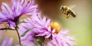 o-BEES-facebook-300x150.jpg