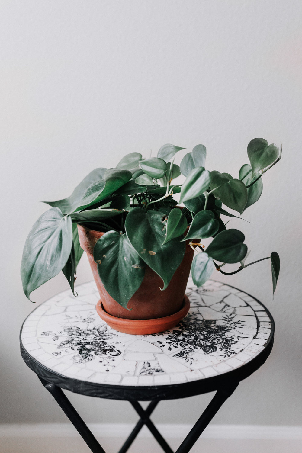 philodendron