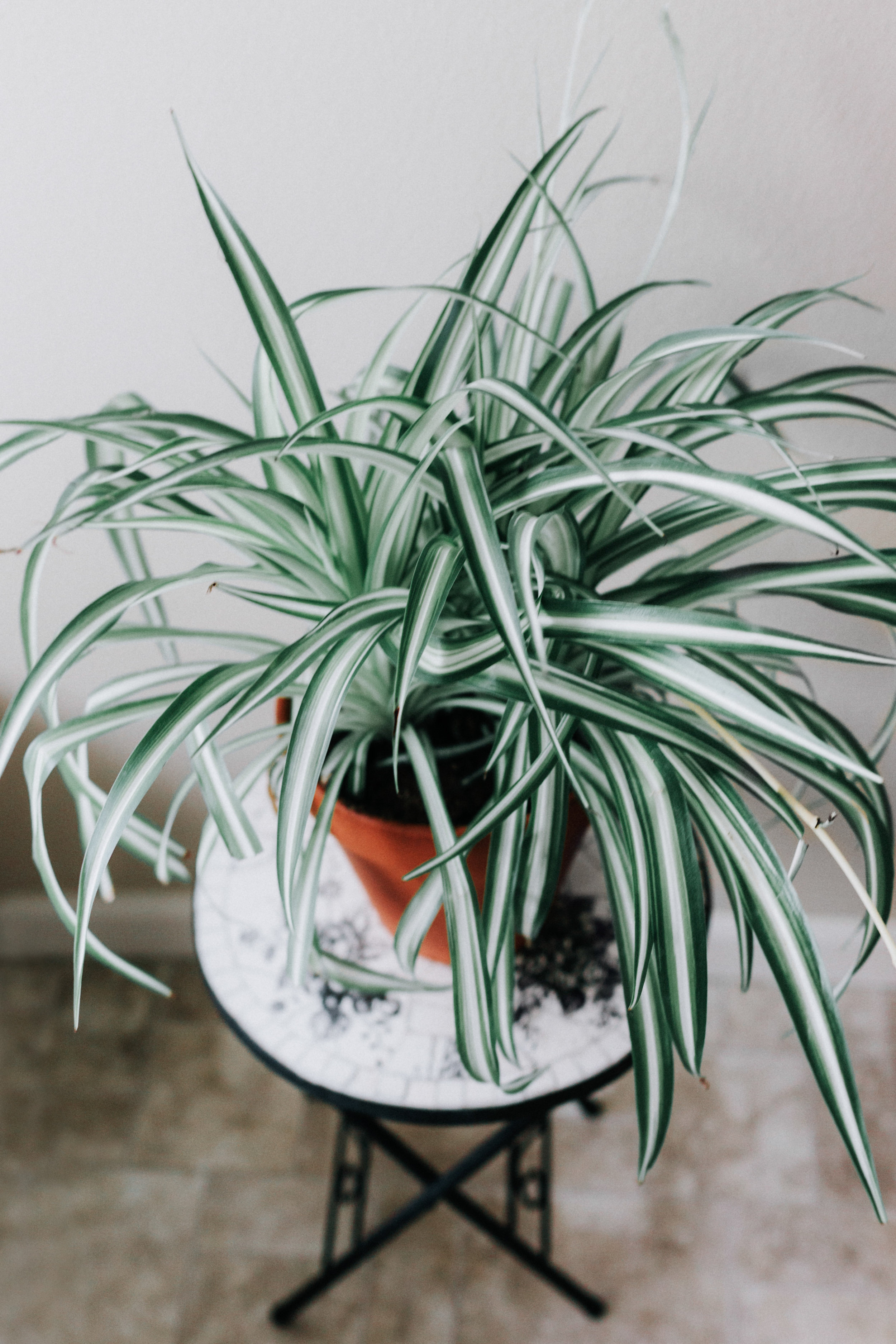 Spider Plant Chlorophytum Comosum Houseplant Academy Houseplant Courses And Education For The Indoor Plant Person