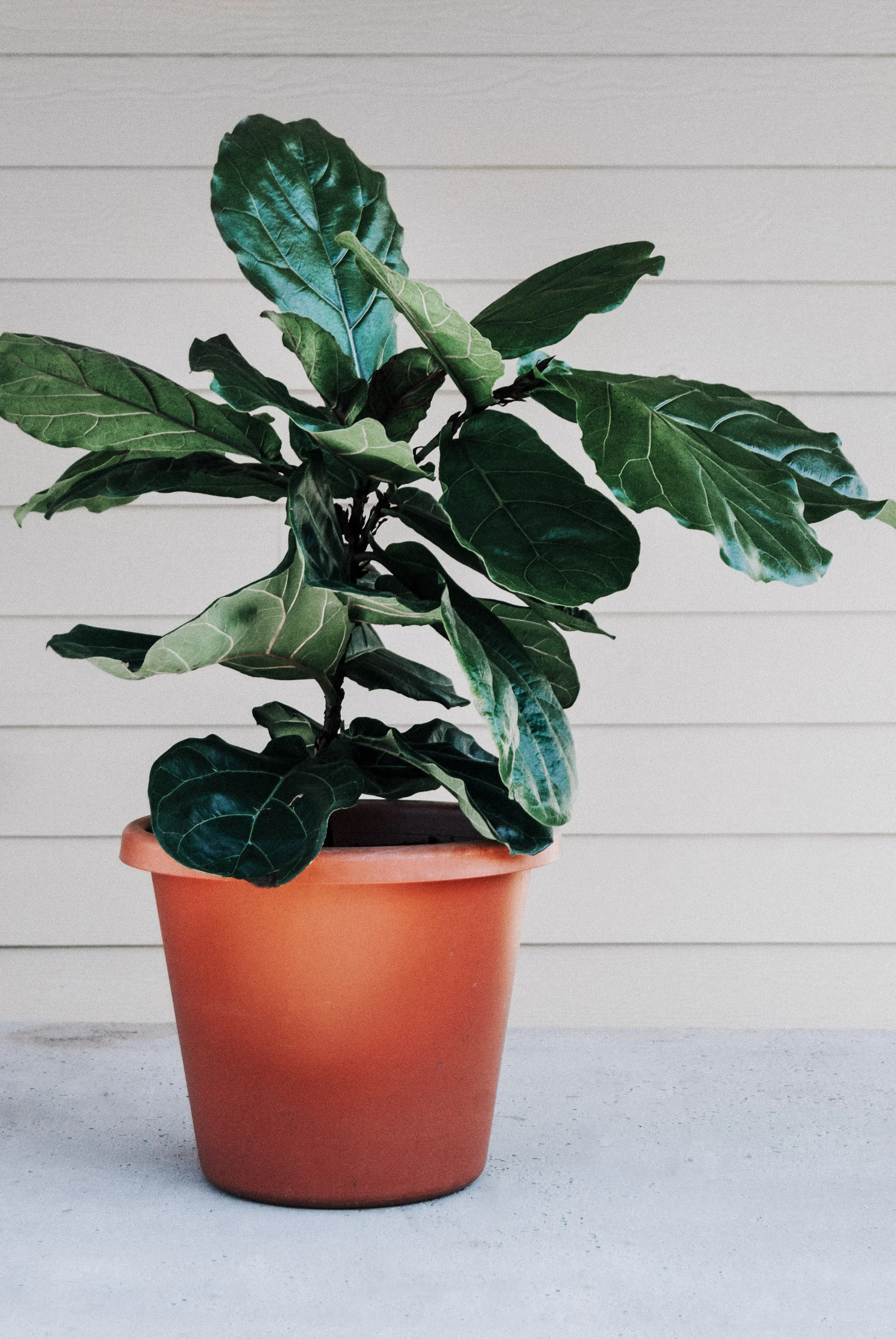 Fiddle Leaf Fig Ficus Lyrata Houseplant Academy Houseplant Courses And Education For The Indoor Plant Person