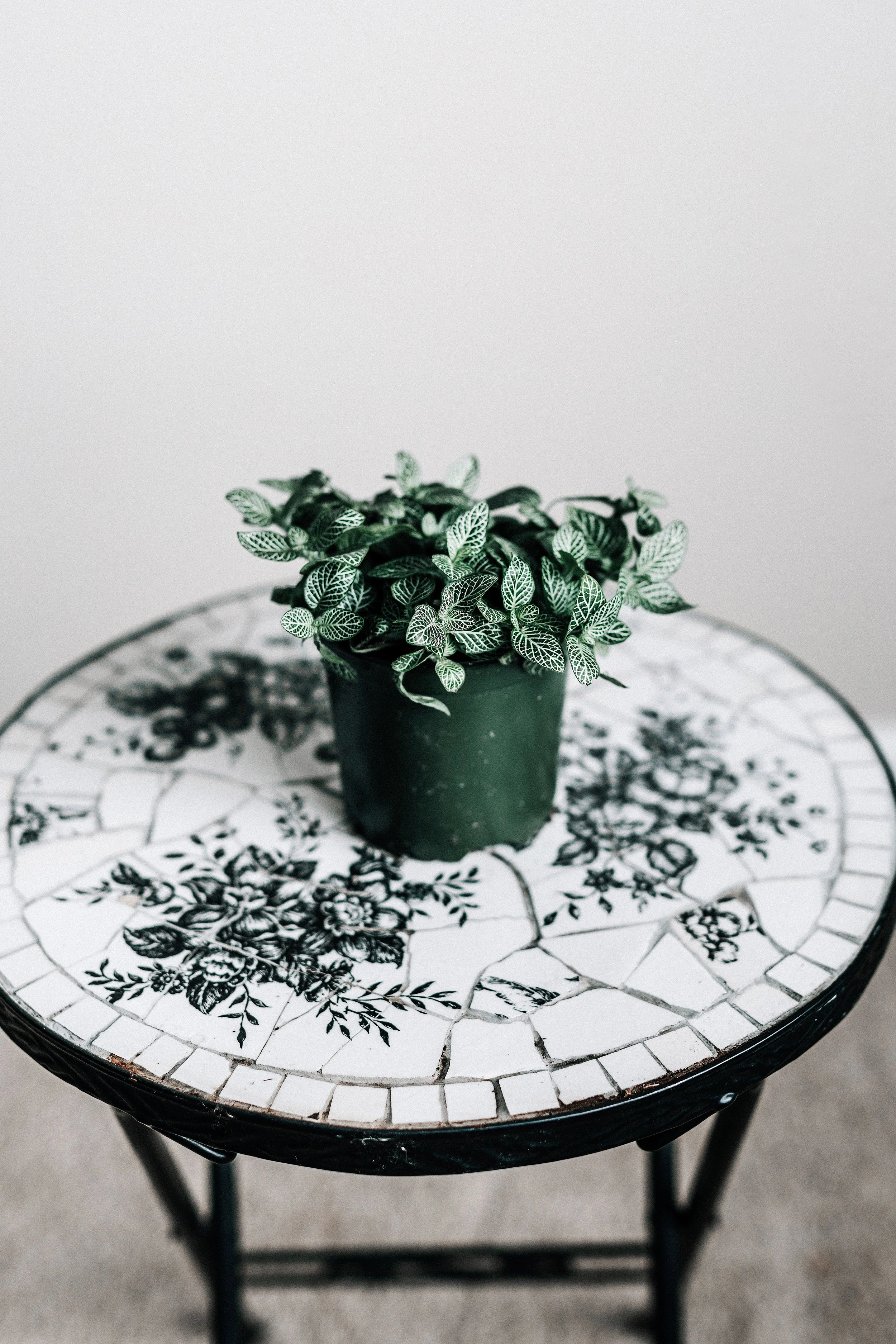 How to keep your nerve plant alive and healthy - houseplant care guide #revivenursery.jpg