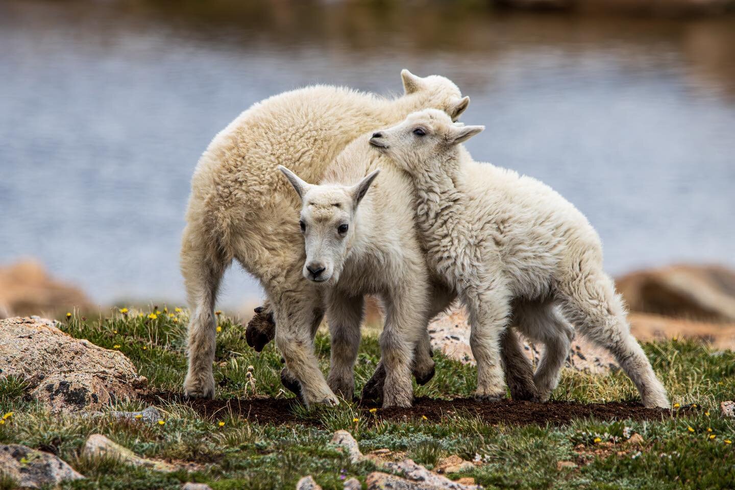 Haven&rsquo;t posted in a bit so here are some baby Mountain Goats playing!