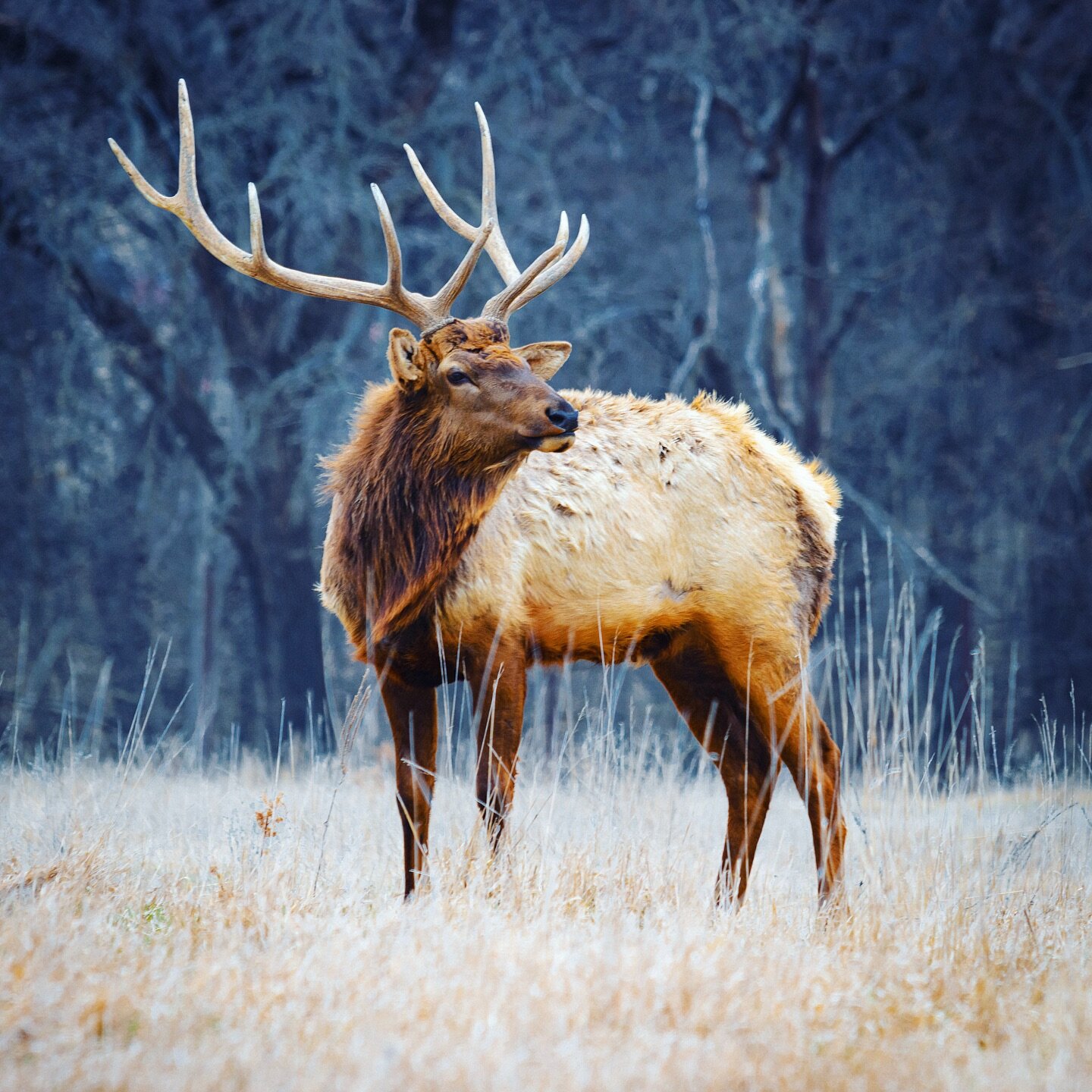 Hey long time no post! This is just a life update for anyone curious. But would ya look at that beautiful elk, wow. 

Living in Colorado, love it, this place is other worldly! I&rsquo;ve done countless hikes and weekend camps, with many more to come.