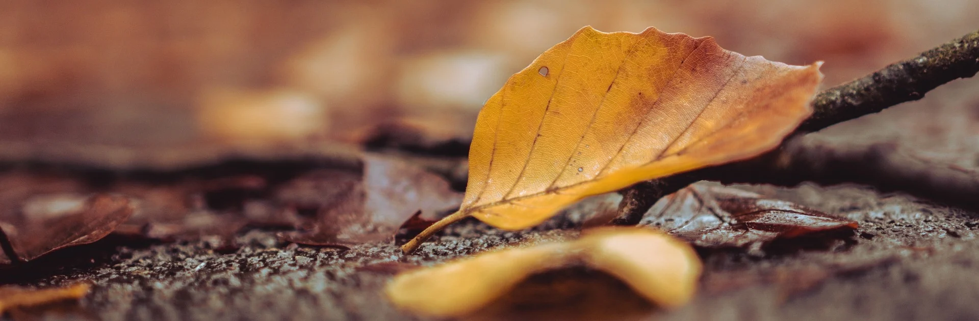 nature-3284439_1920.jpg