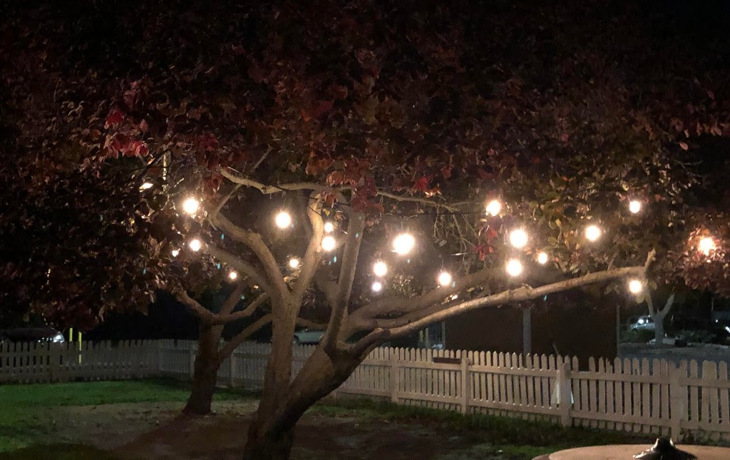 Trees in Yard.jpg