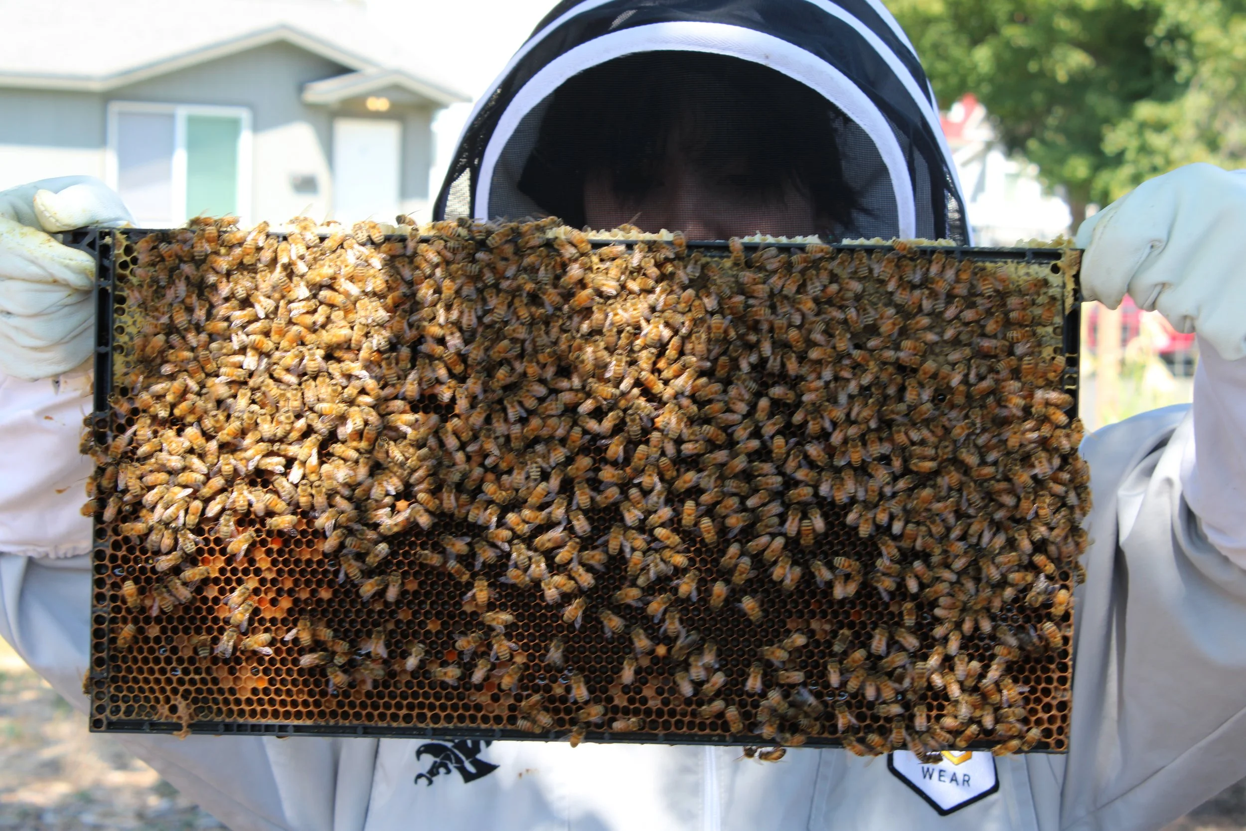 river-city-youth-beekeeping-west-central-spokane.JPG