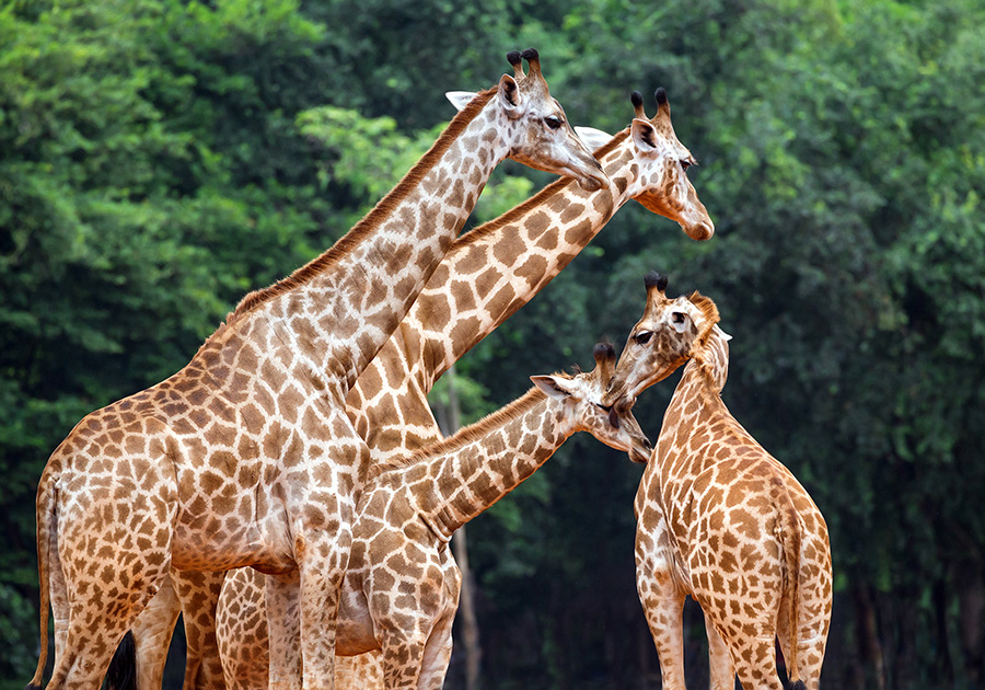 giraffes.jpg