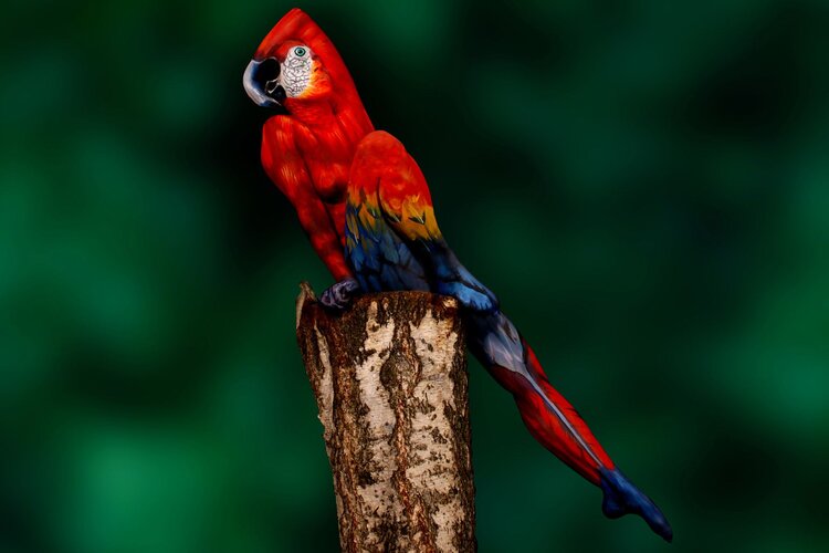 parrot-featureJS.jpg